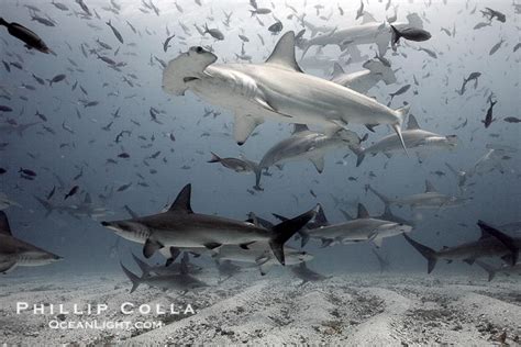 Scalloped Hammerhead Sharks Sphyrna Lewini Schooling Darwin Island