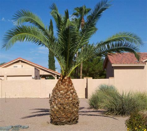 Identification Pineapple Or Date Palm Gardening And Landscaping