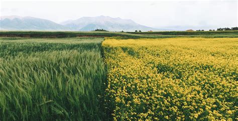 ChinaSource | China's Harvest Fields