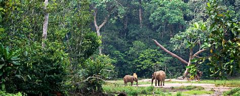 La Forêt équatoriale Gabon