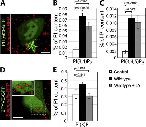 Pi3p Formation On The Scv Is Sensitive To Pharmacologic Inhibitors Of