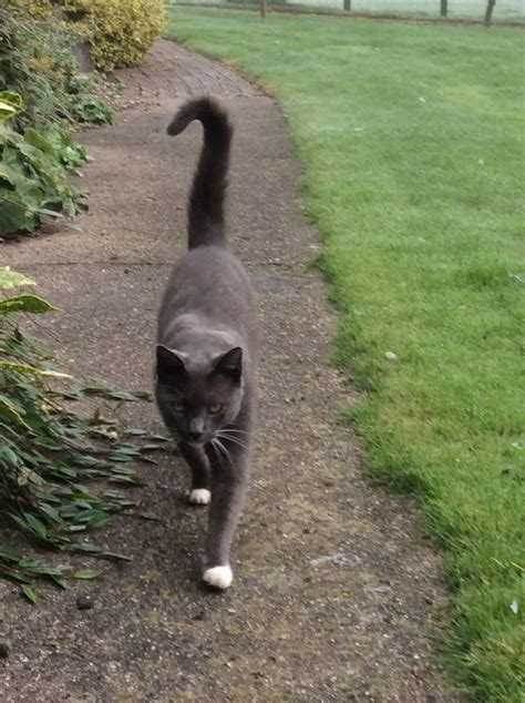 Although the amount of fur on the tail of these cats is different because the maine coon is double coated while the balinese is single coated. My Cat Doesn't Like Being Hugged- Why? - Pet Education and ...