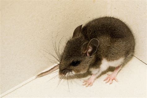 Deer Mouse Facts And Information