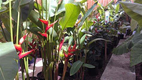 New Tropical Plants Inventory At Exotica Tropicals