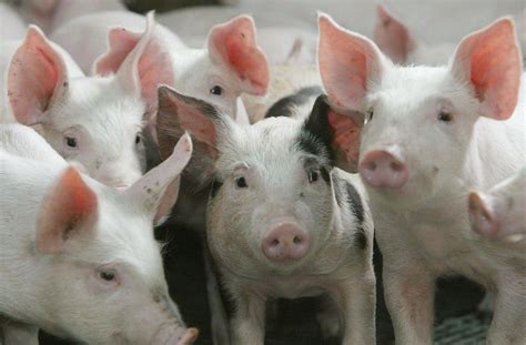 Des éleveurs De Cochons Condamnés à Payer Près De 60 000 Euros à Leurs