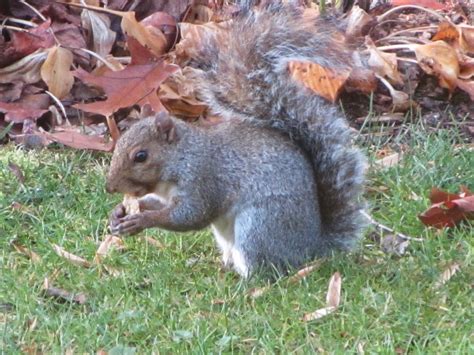 How do i go about befriending squirrels on my campus?be patient. New Decade, New Chapter, New Hampshire: Feeding the Squirrels