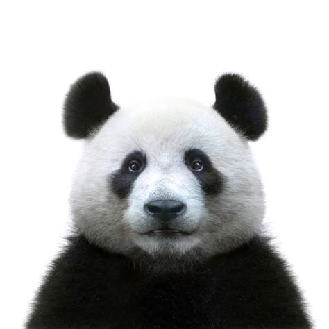 Panda White Background Stock Photos Pictures And Royalty Free Images