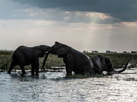 Elephant Poaching Mass Grave Discovered In Botswana
