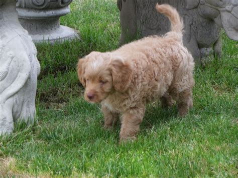 Puppies can hold their bladder for as many hours as they are months old. This is Hunter our 8 1/2 week old Labradoodle. He is a wonderful puppy and very smart ...
