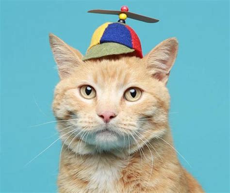 14 Ridiculously Cute Hats For Cats