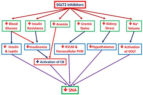 Ijms Free Full Text Molecular Mechanisms Of Sglt2 Inhibitor On