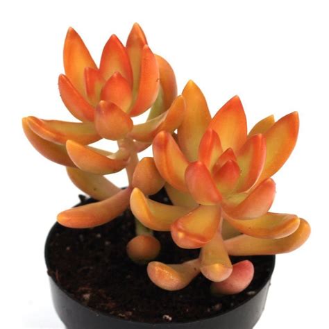 Olivia Lampungmeiua Succulent With Orange Yellow Flowers Caring For