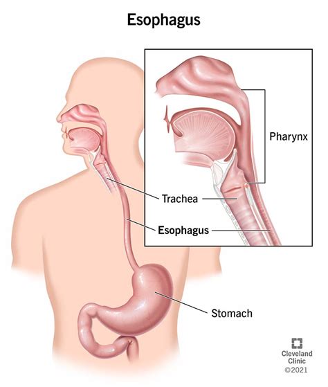 Esophagus Anatomy Function Conditions