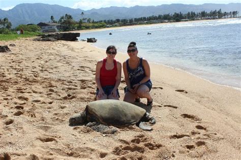 Secret Turtle Beach Picture Of Hawaii Turtle Tours Honolulu