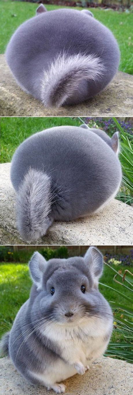 This Pokemon Is Called A Chinchilla 9gag