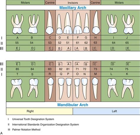 Palmer Tooth Numbering System Diagram Quizlet