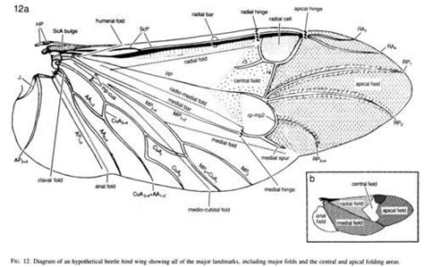 Insect Wing Anatomy Insect Anatomy Wing Anatomy Insect Wings