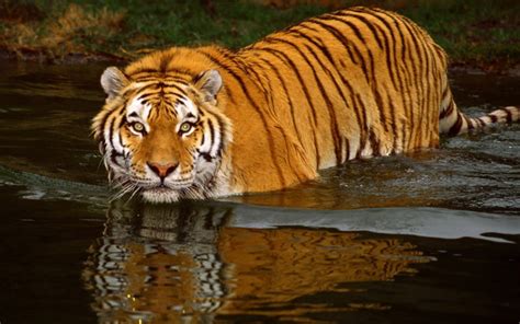 Tiger Tigers Wallpaper 5091214 Fanpop