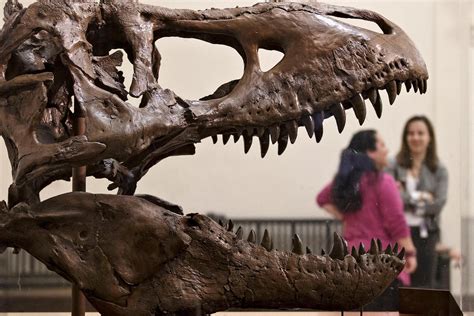 The Best Dinosaur Museums In The World Reader S Digest