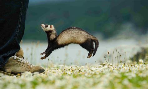 Fascinating Black Footed Ferret Facts