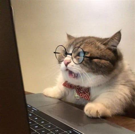 Psbattle Computer Cat Wjth Glasses Cute Baby Cats Funny Cat