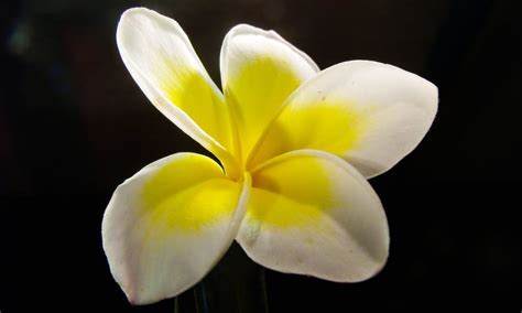 Plumeria And Other Fragrance Oils At Best Price Uhrohmuh