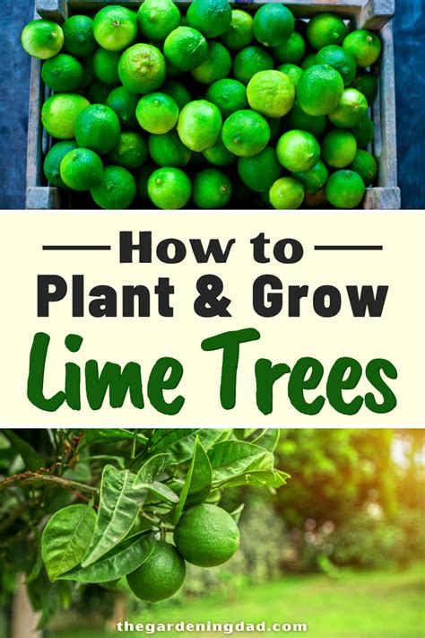 How To Grow Lime Trees In Pots 10 Easy Tips In 2021 Potted Trees