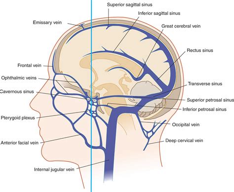 Cerebral Circulation Cerebral Circulation Anatomy Venous Circulation