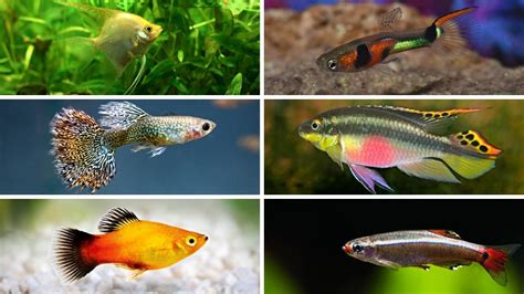 18 Easiest Fish To Breed Complete List With Pictures