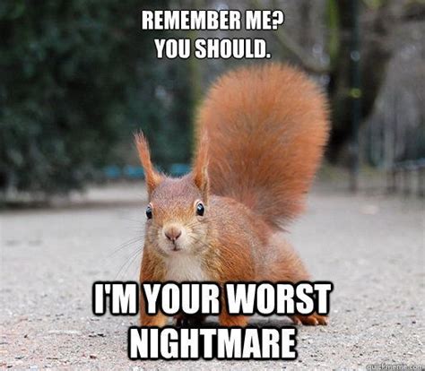20 Squirrel Memes That Will Melt Your Heart Squirrel Funny Squirrel Memes