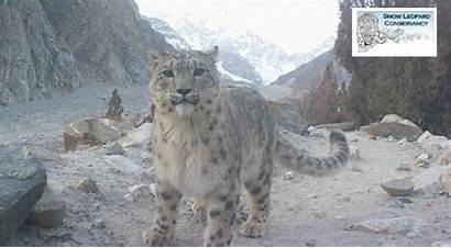 Snow Leopard Pakistan Leopards Conservancy Celebrating Wildlife