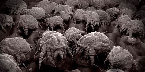 Such a common question is surprisingly difficult to answer online. How to Prevent and Get Rid of House Dust Mites - Pest ...
