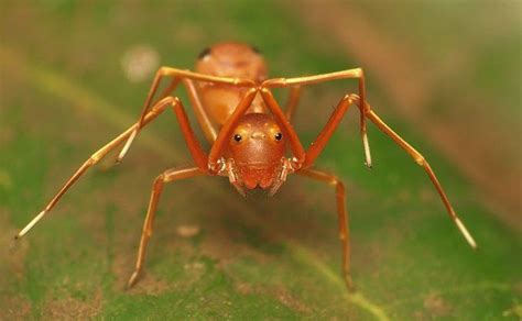 See This Its A Spider That Pretends To Be An Ant And Mimics The