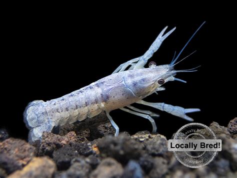 Electric Blue Crayfish Aquatic Arts On Sale Today For 1499