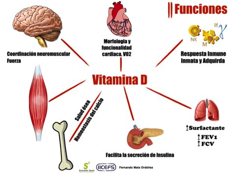 5 Beneficios De La Vitamina D Para Tus Musculos