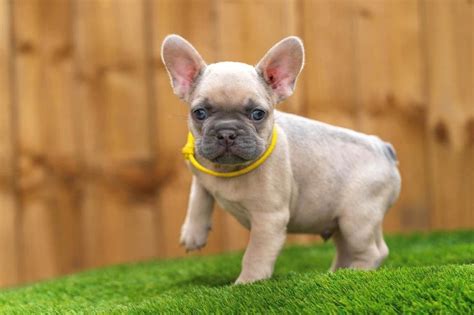 French Bulldog Facts Archives Bluestar Frenchie French Bulldogs