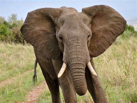 14 Fun Facts About Elephants Elephants Funfacts Worldelephantday