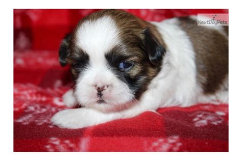 Agreatdog, a website featuring iowa born chow chow puppies, shih tzu puppies and sheltie puppies for sale that are healthy, happy, well socialized and reasonably priced. Colby: Shih Tzu puppy for sale near Sioux City, Iowa. | 79341105-bf01