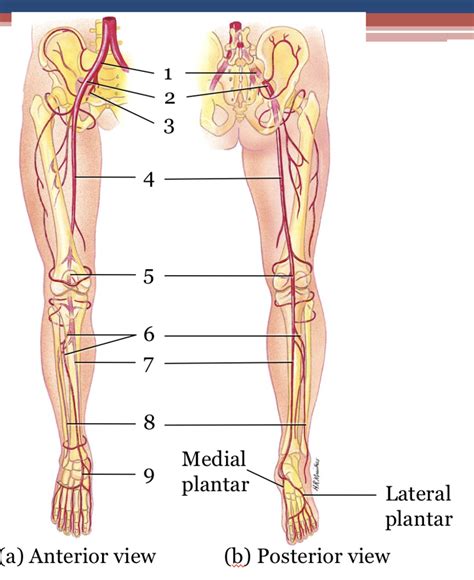 Arteries Of Pelvis And Lower Extremities Diagram Quizlet