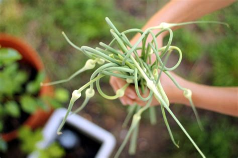 How And When To Harvest Garlic Scapes