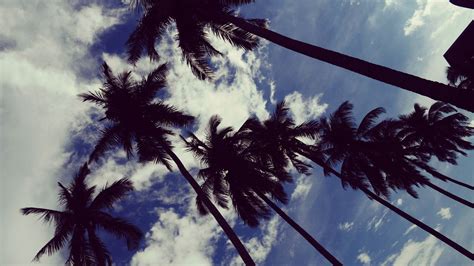 Download Wallpaper 1280x720 Palm Trees Sky Clouds Trees Tropics Hd