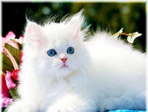 All White Cat Blue Eyes Water Sky Pretty Cats White Persian