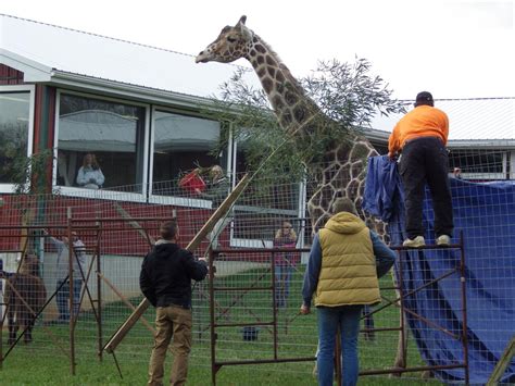 Plumpton Park Zoo Moves Giraffe Into New Habitat Local News
