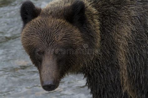 Brown Grizzly Bear At Hannah Creek In British Columbia Stock Image