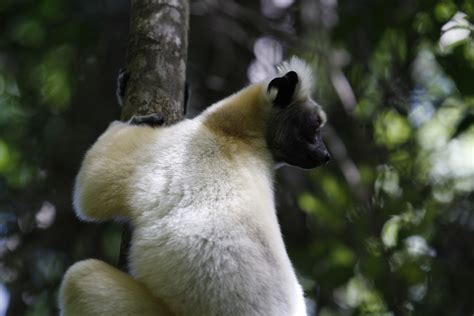 Extant And Extinct Giant Malagasy Lemurs Nature Research Ecology