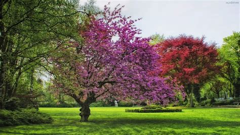 Kwitnące Wiosna Drzewa Park