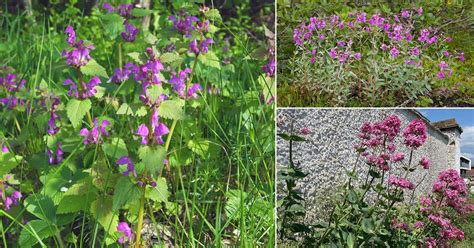 14 Beautiful Weeds With Pink Flowers Balcony Garden Web