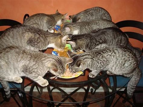 Cats Eating Cats And Kittens Cats Kittens