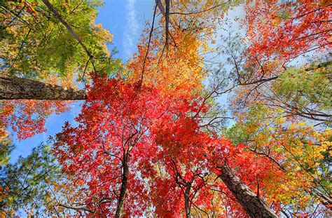 Smoky Mountain Fall Foliage Photograph By Bruce Davis