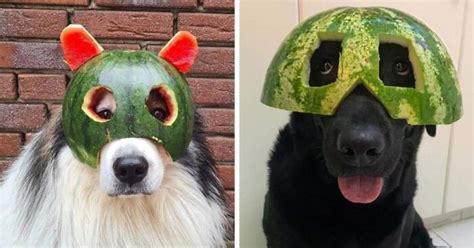 Cute And Adorable Dogs With Watermelon Hats To Brighten Your Day 22